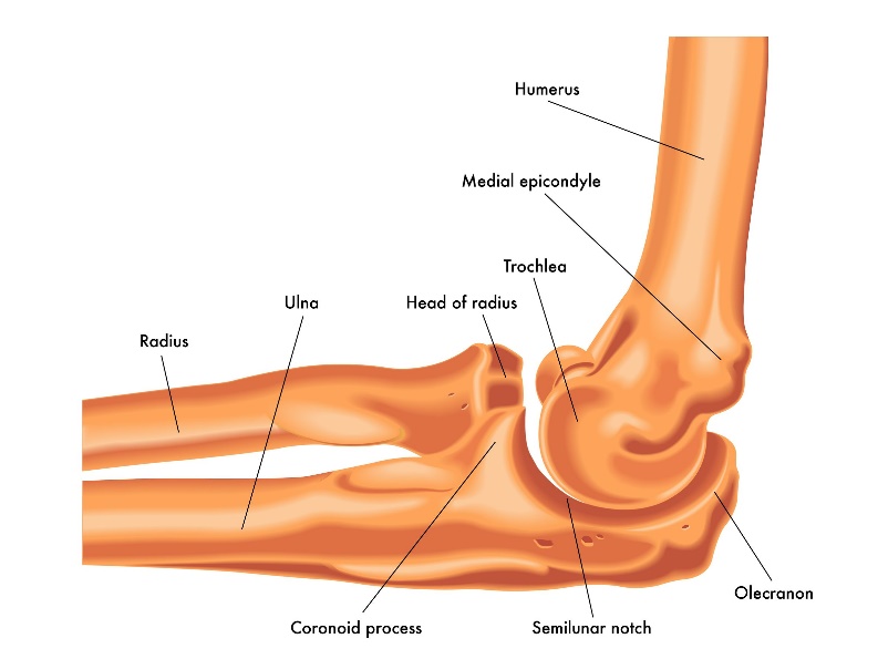 ulna elbow fracture