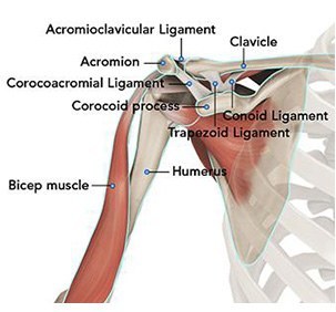 proximal humerus anatomy
