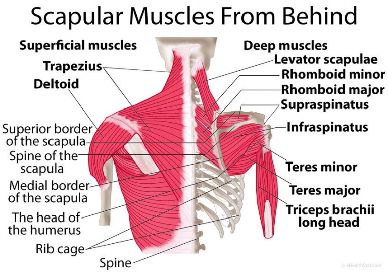 scapula-disorders-and-snapping-scapula-dr-groh