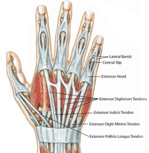 Extensor Tendon Injuries - Dr. Groh